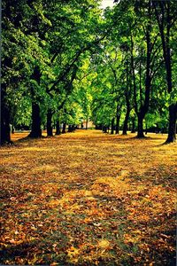 Autumn leaves on tree