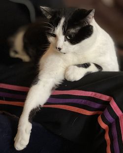 Close-up of cat resting on sofa at home