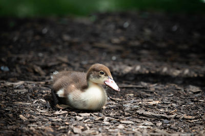 Close-up of a bird on a field