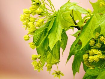 Close-up of yellow flowers against green background