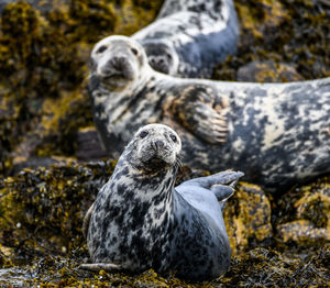 Close-up of birds on rock