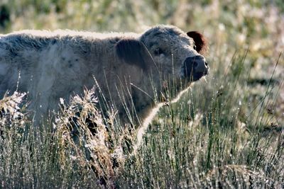 Close-up of sheep on grassy field