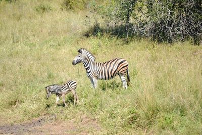 Zebras on a field