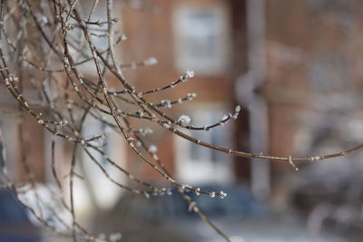 Close-up of branch during winter