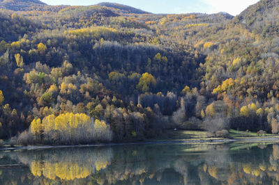 Scenic view of lake by trees in forest