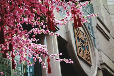 Low angle view of pink flowers in building