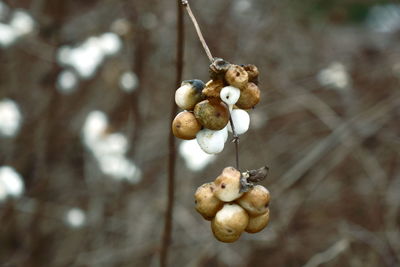 Close-up of berries on plant
