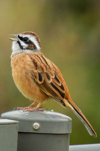 Close-up of bird perching on wood