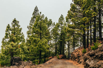 Road amidst trees in forest against sky