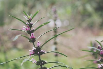 plant