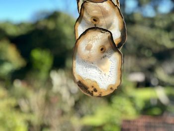 Close-up of snake hanging on metal