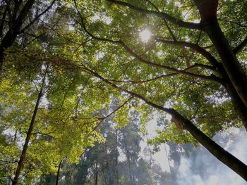 Low angle view of trees in forest