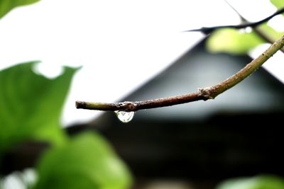 Close-up of raindrops on twig