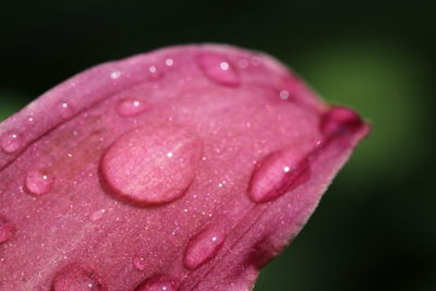 Close-up of water drops on pink rose