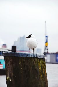 Close-up of seagull perching on wooden post at beach against sky