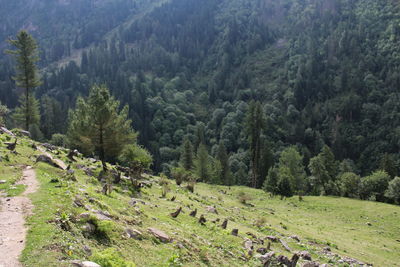 Scenic view of pine trees in forest