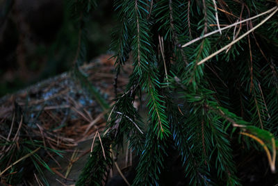 Close-up of pine tree