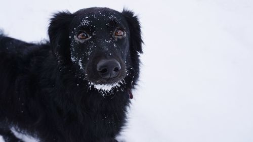 Close-up portrait of black dog