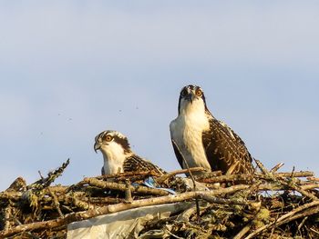 Low angle view of osprey perching on nest against sky