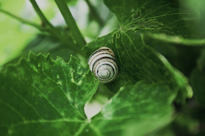 High angle view of snail on plant