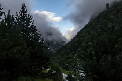 Scenic view of forest against sky