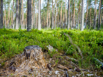 Scenic view of forest