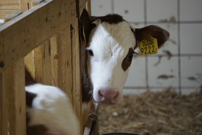 View of cow in pen