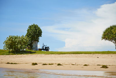 Trees on sand against sky