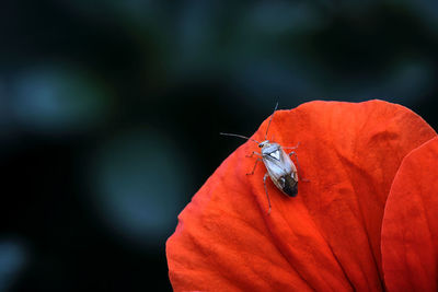 Close-up of insect on red flower