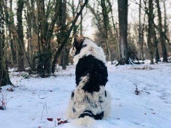 Big dog in the middle of the forest in winter