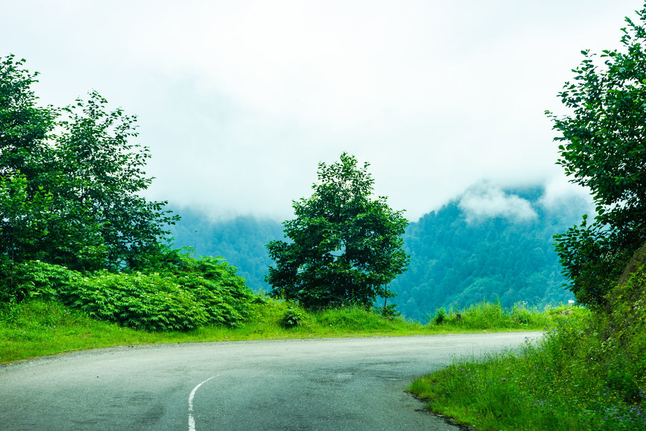 plant, nature, tree, green, road, grass, forest, rural area, transportation, sky, the way forward, morning, landscape, cloud, hill, beauty in nature, environment, no people, sunlight, leaf, natural environment, tranquility, day, meadow, scenics - nature, outdoors, land, tranquil scene, non-urban scene, fog, country road, growth, woodland, empty road, travel, infrastructure