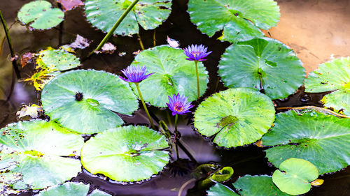 High angle view of purple water lily on leaves