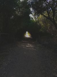 Road in forest