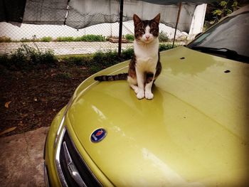 Portrait of cat sitting on car