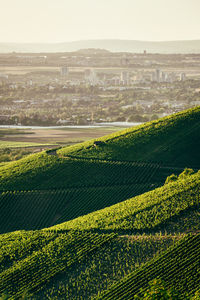 Compressed telephoto landscape view of vineyard hills layered against cityscape and mountains