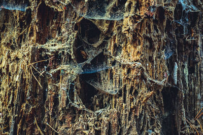 Full frame shot of tree trunk