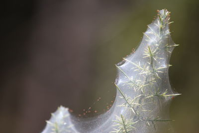 Close-up of succulent plant