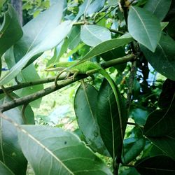 Low angle view of fruits on tree