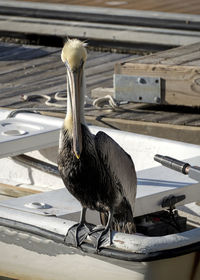 Close-up pelican sitting on boat by the dock with spiky hair sticking up 