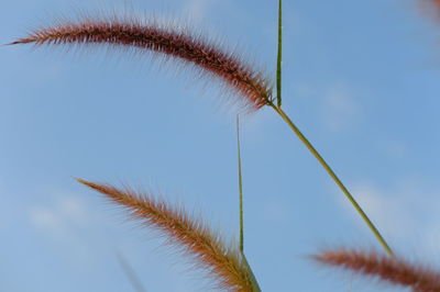 Low angle view of leaf against clear sky