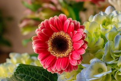 Close-up of pink flowering plant