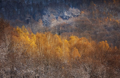 Digital composite image of trees in forest during autumn