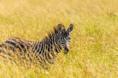 View of a zebra