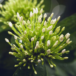 Close-up of plant against water