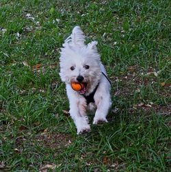 Portrait of white dog on grassy field