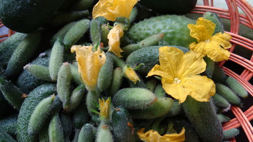 Full frame shot of yellow flower