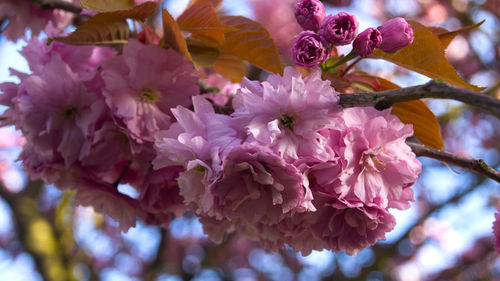 Close-up of pink flower