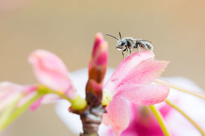 Close-up of insect on pink flower