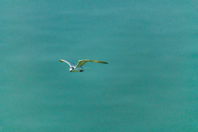 Seagull flying