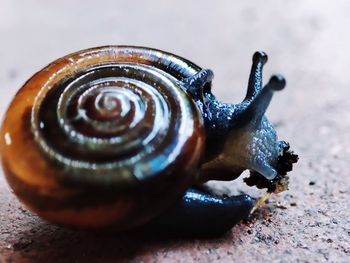 Close-up of snail